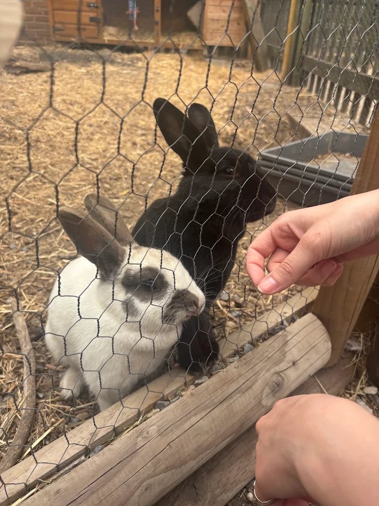 Windmill Hill City Farm